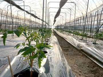 株式会社田中農園-4