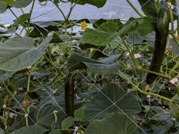 株式会社田中農園-6