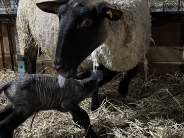 株式会社焼尻めん羊牧場-3