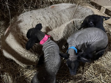 株式会社焼尻めん羊牧場-4