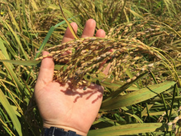 株式会社松山農産-1