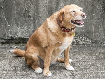 株式会社上村(かみむら)畜産-7