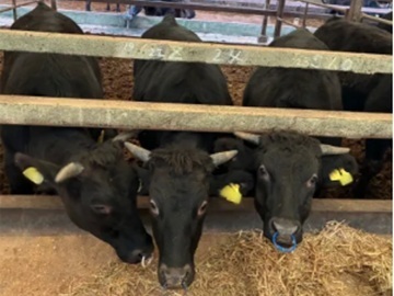 株式会社ヤスカネ・ジャパン-2