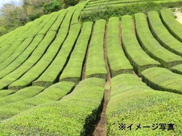 田中碾茶工場-1