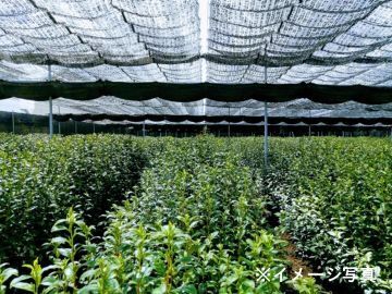 田中碾茶工場-2