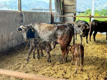 有限会社阿波キャトル-top