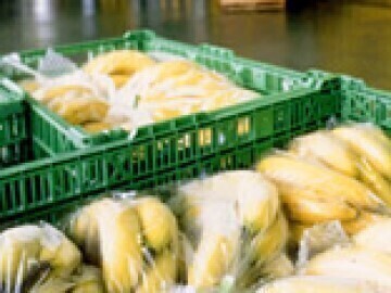 株式会社ファーマインド【東京都:シトラスフルーツ営業】-1