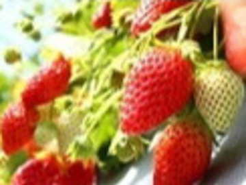 有限会社日研農園-2