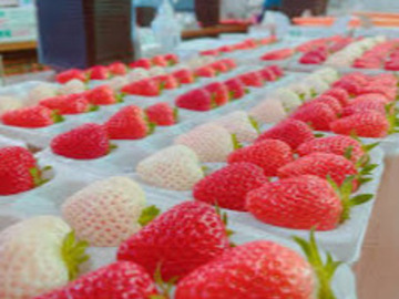 有限会社ヤマセン(いちご)-1