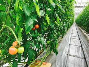 愛知県名古屋市港区×施設野菜/法人【43337】-top