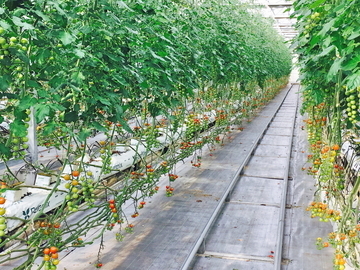 愛知県名古屋市港区×施設野菜/法人【43337】-1