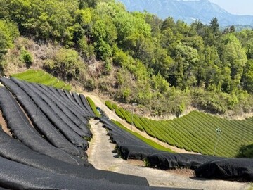 田中碾茶工場-2