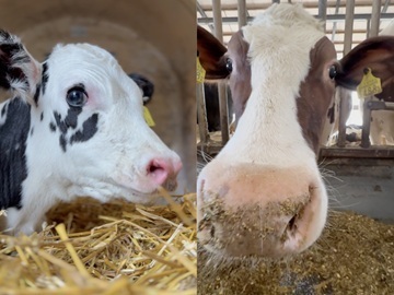 株式会社木原牧場【子牛マネージャー兼技術リーダー】-1