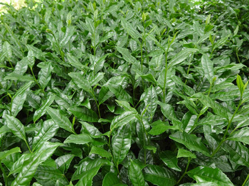 農事組合法人碾茶うじたわら-2