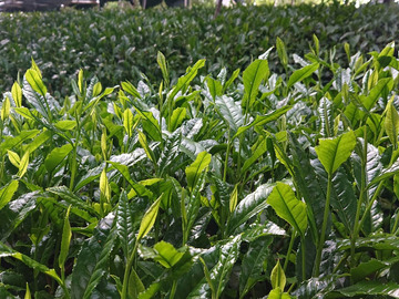 農事組合法人碾茶うじたわら-3