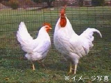 株式会社みやま未来ファーム-6