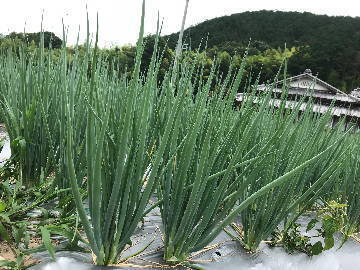 株式会社西陣屋-4