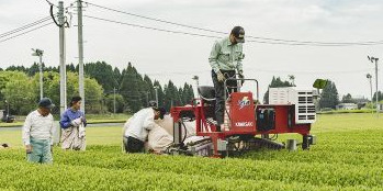 100年以上の歴史を重ねた霧島山麓の茶園で、未経験からお茶づくりプロへ☆栽培~製造の全工程に携わり、資格支援や手当を得ながら確かな技術を習得!【借上げ社宅あり】