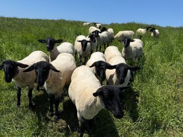 株式会社焼尻めん羊牧場-top