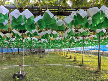 やまざきファーム(長野)-7