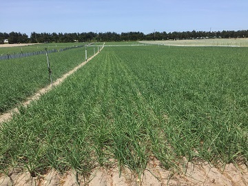 株式会社ファーム山脇-7