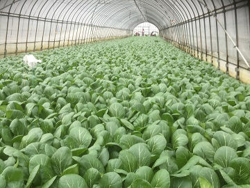 株式会社ファーム山脇-8