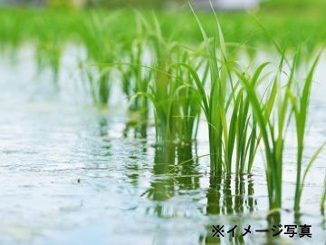 茨城県坂東市×稲作・野菜/法人【43356】-1