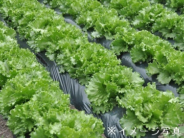 茨城県坂東市×稲作・野菜/法人【43356】-2