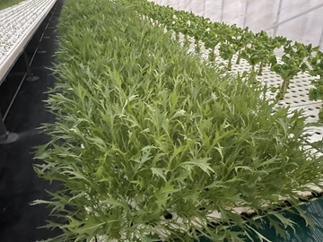 やすらぎ水耕ファーム-4