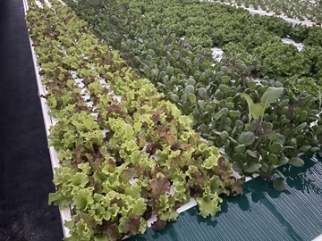 やすらぎ水耕ファーム-6