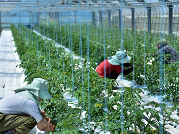 有限会社ときわ農園-4