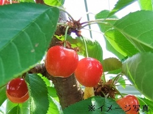 秋田県湯沢市×稲作・果樹・種苗/法人【37651】-top