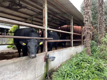 有限会社峠下畜産-5