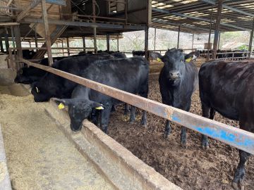 有限会社峠下畜産-6