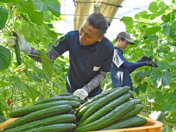 邑楽館林施設園芸等担い手受入協議会-top