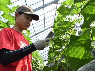 邑楽館林施設園芸等担い手受入協議会-3