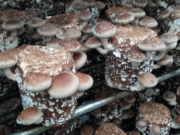 株式会社丸巳-1