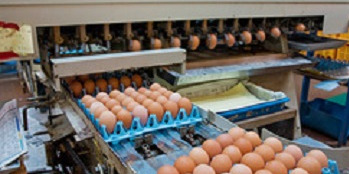 【寮と車の貸与あり】鹿児島県出水市で採卵養鶏＆農産物生産のお仕事☆機械操作がメインです。循環型農業を実践し、6次産業化も推進している現場で農業経営も学べる！【5月からの田植え作業の短期アルバイトも同時募集】