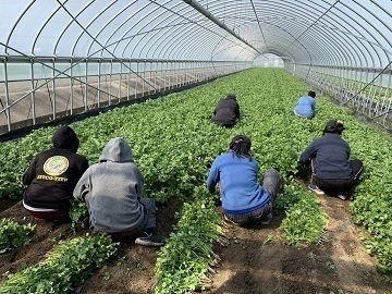 福岡県久留米市×野菜/法人【43332】-1