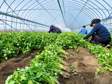 福岡県久留米市×野菜/法人【43332】-2