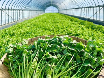 福岡県久留米市×野菜/法人【43332】-top