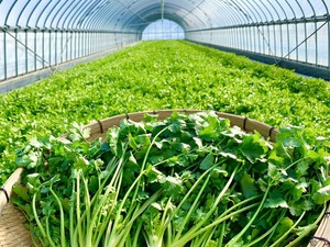 福岡県久留米市×野菜/法人【43332】-top