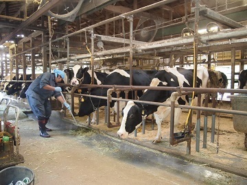 よっちゃん牧場(伊藤牧場)-1