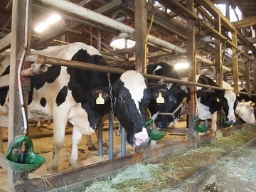 よっちゃん牧場(伊藤牧場)-2