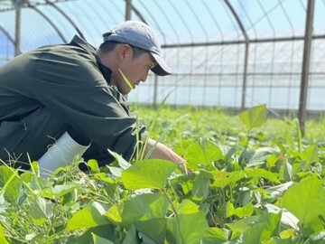 京都府×お茶事業立ち上げ/法人【43372】-1
