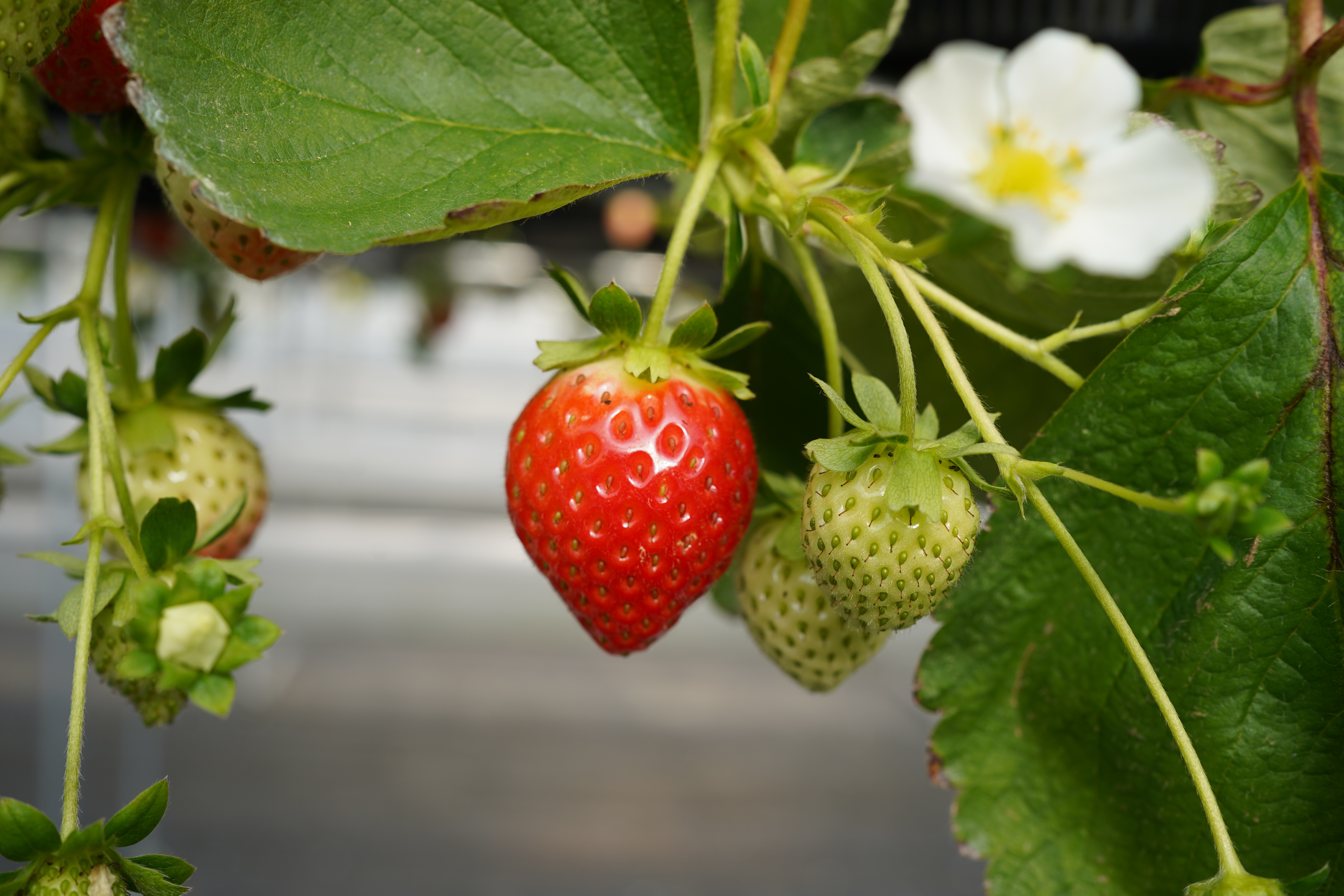 株式会社Japan Fruits