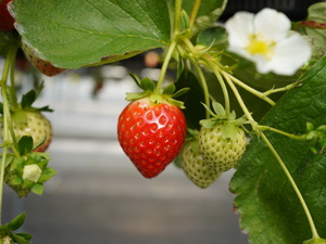 株式会社Japan Fruits-top