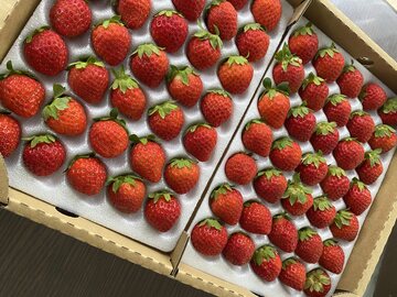 株式会社Japan Fruits-1