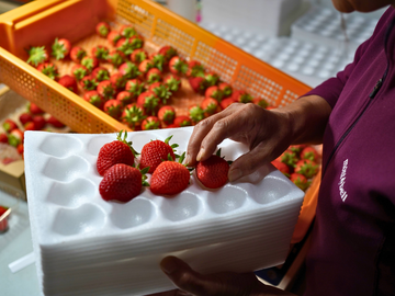 株式会社Japan Fruits-3