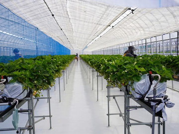 株式会社Japan Fruits-4